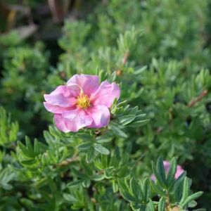 Potentilla fruticosa 'Pink Beauty' ('Lovely Pink') 10-15 cm